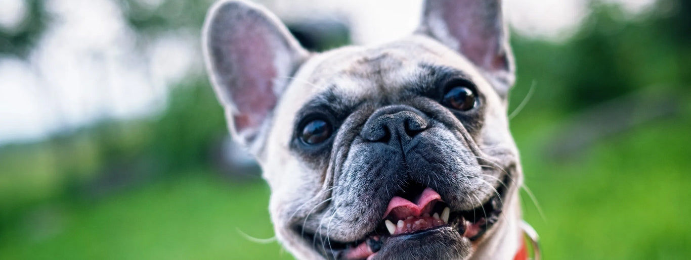 Francoski buldog