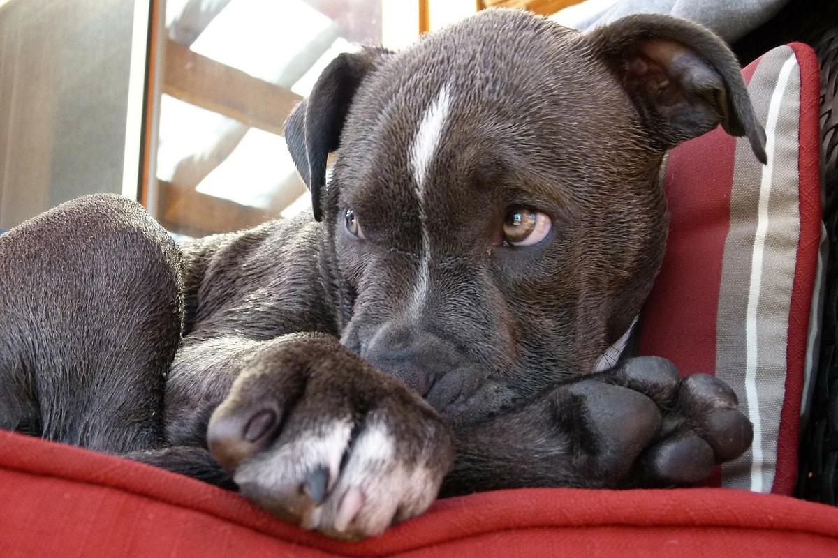 Ameriški pit bull terier
