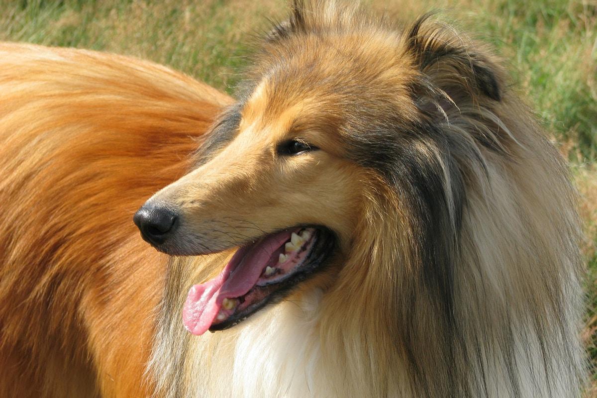 Škotski ovčar